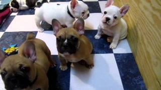 French Bulldog Puppies 7 weeks [upl. by Kimberli]