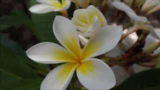 Frangipani Garden [upl. by Rosanna]