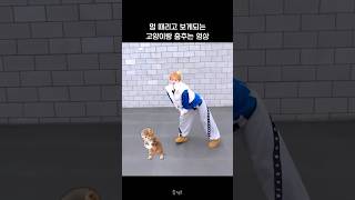 크래비티형준 고양이랑 춤추는 송냥이 영상 귀하다 [upl. by Siravart395]