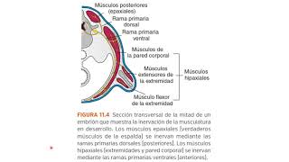 Embriología del sistema muscular [upl. by Yevad]