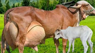 Highly Milking Biggest Udder Gir Cow Breed  Gir Cow Farming for Milk [upl. by Chamberlin]