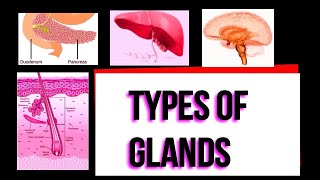 Types of glands I Exocrine I Endocrine I Merocrine I Apocrine I Holocrine I Serous I Mucous I [upl. by Niltac]