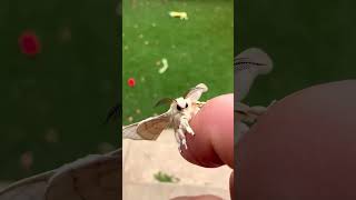 Beautiful Silk Moth  insects macrophotographyideas naturephotographers moth nature spider [upl. by Oaks]