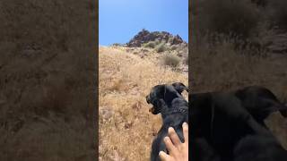 Scaling Mountains with My Dog  ServiceDogTraining rockclimbing doghike doghiking [upl. by Pauiie]