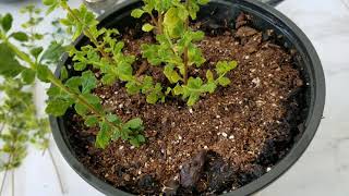 EASY WAY TO PROPAGATE THYME FROM CUTTINGS [upl. by Carena]