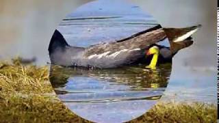 Gallinella dacqua canto Birdwatching richiamo [upl. by Schaffer267]