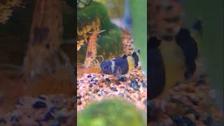 😨BumbleBee Goby eats my 🦐aquarium petfish redcherryshrimp ＃shorts [upl. by Aelber521]