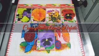 Como plantar Amor Perfeito How to plant Viola or Pansy [upl. by Ivette759]