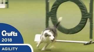 Agility  Championship Round 1 Jumping Part 1  Crufts 2018 [upl. by Pius]