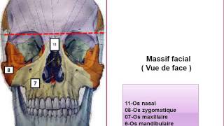 ANATOMIE MS La Tête osseuse [upl. by Oralia293]