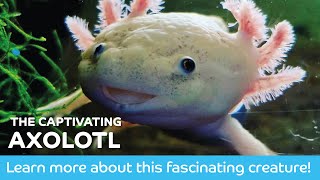 The Captivating Axolotl [upl. by Eimmac146]