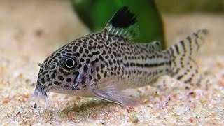 Los corydoras y sus tipos  Peces de agua dulce [upl. by Naux]