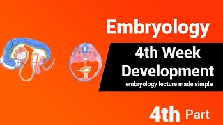 Embryology  4th week Development  AnatomyHub [upl. by Derej]