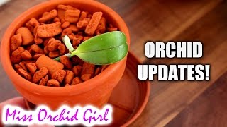 Orchid updates  Phalaenopsis keiki Sedirea Zygopetalum amp others [upl. by Ardnasil]