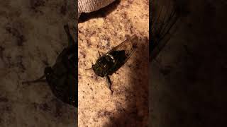 Watching a Cicada dance nature natureshorts cicadacicadaswildlife [upl. by Ezana]