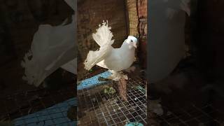 my best pigeon samsi birds samsi shortvideo minivlog ptbirdlover528 [upl. by Dunton]