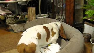 HAL basset hound  his bed making [upl. by Rehttam]