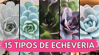 15 Tipos de ECHEVERIA 💜 [upl. by Annocahs]