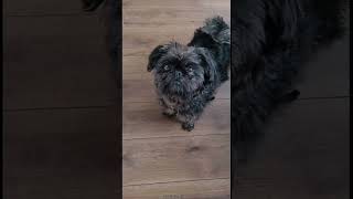 AFFENPINSCHER 101 UNDER 60 SECONDS [upl. by Kenrick]