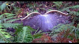 The Fanciest Bird in the World Superb Lyrebird [upl. by Addam]