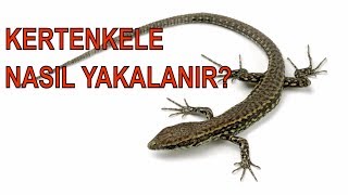 KERTENKELE NASIL YAKALANIRAÇIKLAMA LİNKTEN SATIN AL kertenkele kertenkele yapışkanı [upl. by Atinnek]