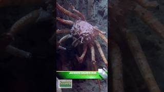 Japanese Golden Crab Giant Isopods and More [upl. by Sheelah163]