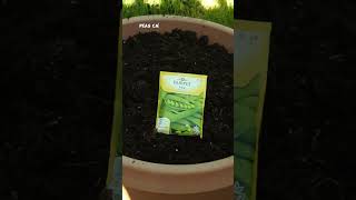 Growing Peas in Your Garden  ProteinPacked Veggie for Every Gardener 🌱 [upl. by Dino]