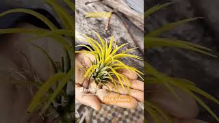 Tillandsia Ionantha Druidfirst winter impression plants airplant [upl. by Aloeda267]