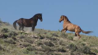 Wild Mustangs in America Wild Horses Stallions Fighting and Mares by Karen King [upl. by Aihtekal]