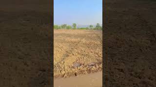 21 tarikh dinank 2024 water pump kheti badi gehun bajara sarson 2024 video Ashoksisodiya [upl. by Germann503]