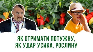 Рослини будуть потужними як Усик азотне добриво за ціною лотку яєць [upl. by Anitsenre]