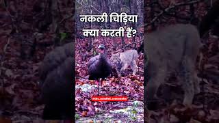 नकली पक्षी क्या काम करती है shorts ytshorts amazingfacts birds youtubeshorts [upl. by Irpak]