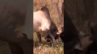 😱😱 bull cow animals animal whatsappstatus мультикидлядетей анимульт машаимедведь shorts [upl. by Nee]