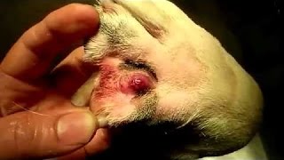 Removal Maggots In Animals Dogs Cats Very Dangerous Parasites mangoworms Part 4 [upl. by Otsuaf]