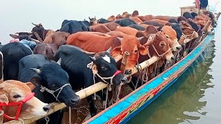 Cow unloading videos  crezy cow video cow videos  goru hamba cow 115 [upl. by Carin]