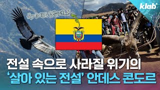 우리와도 구면인 멸종 위기의 세계 최대 맹금류｜크랩 [upl. by Sivar]