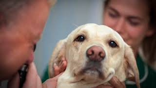 Shepherds Veterinary Practice Ltd in Kidderminster [upl. by Nala399]