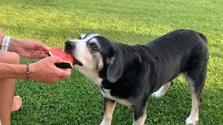 Diego geniesst seine Wassermelone [upl. by Sami]