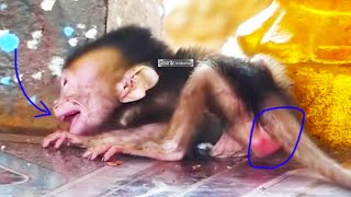 Oh hungry little baby monkey came to beg the king mothers milk and was knocked down cryng [upl. by Luar]