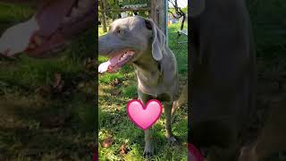 How Cute Puppies Are Made shorts Weimaraners cutepuppies [upl. by Ddene687]