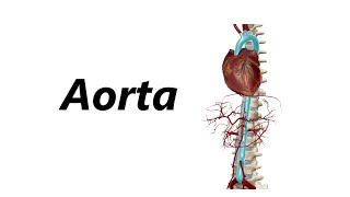 Anatomia das Artérias em 3D  Aorta [upl. by Mandle]