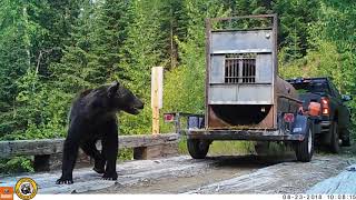 Video shows release of 2 captured Montana grizzly bears [upl. by Naor]