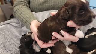 Havanese puppies 2 weeks old  Candys 92024 [upl. by Elyl195]