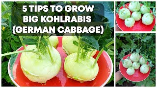 5 Tips To Grow BIG Kohlrabis German Cabbage  Kohlrabi Growing Tips [upl. by Bertie118]