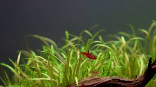 Boraras brigittae aka mosquito rasbora [upl. by Enamart]