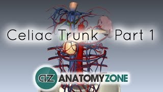 Celiac ArteryTrunk  Part 1  Anatomy Tutorial [upl. by Collins]