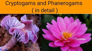 Cryptogams and Phanerogams  in detail   Classification of Plants [upl. by Chitkara]