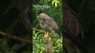 Watch this majestic Buzzard scout its prey birds [upl. by Bronk]