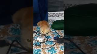 music live song love hindi cat catsinger funnycat catlover catconcert shorts pets cute [upl. by Cordell788]