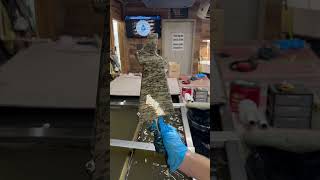 Hydro dipping stock with camo hydrographic hydrodipping shorts satisfying asmr camo hunt fyp [upl. by Villada]